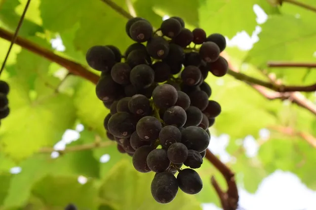Giunta a maturazione, l'uva fragola ha acini dolcissimi! - foto Pixabay