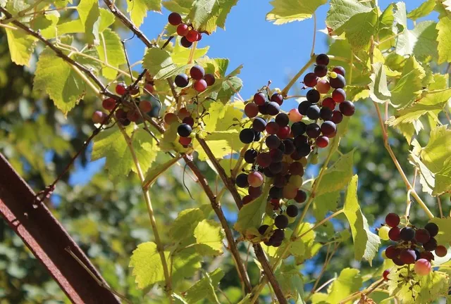 Riparo dalla calura e delizia per il palato, questo regala l'uva fragola! - foto Pixabay