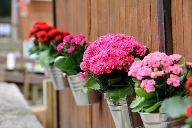I fiori rendono un muro o parete più vivo! - foto Pixabay