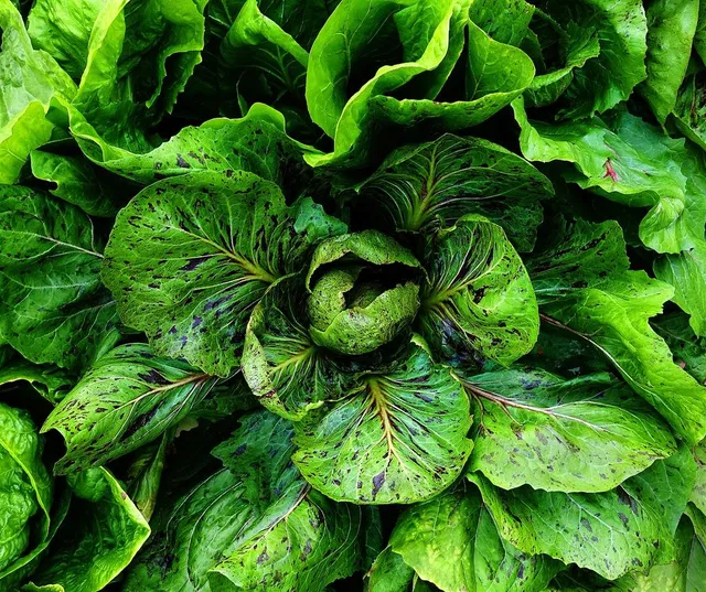 Ingrediente essenziale per le insalate, la cicoria! - foto Pixabay