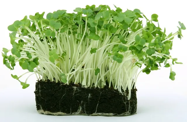 Semina anche il crescione per insaporire l'insalata, germina molto velocemente! - foto Pixabay