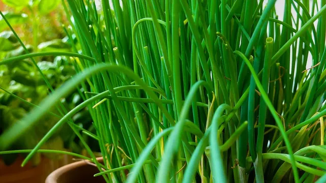 Se la lasci fiorire, l'erba cipollina sarà una splendida ornamentale - foto Pixabay