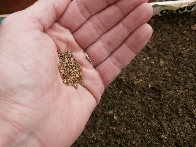 Distribuisci i semini uniformemente sul terreno - foto dell'autrice