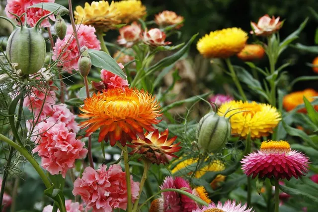 Un'unione casuale ma armoniosa di colori nelle aiuole del tuo giardino - foto Pixabay