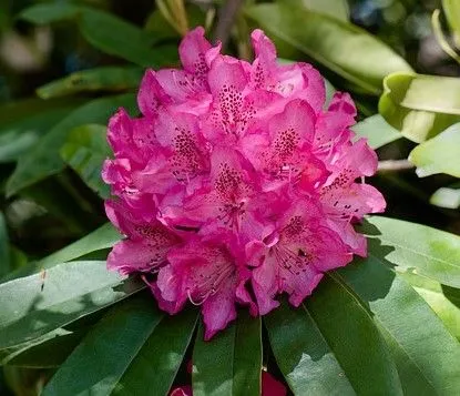 Il rododendro è una delle specie acidofile più ammirate per l'esplosività dei suoi fiori - foto Pixabay