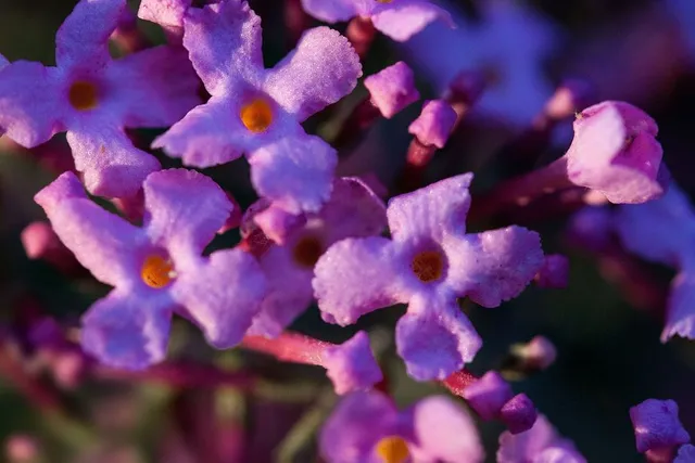 Tanti piccoli fiorellini formano le pannocchie colorate della Buddleja - foto Pixabay
