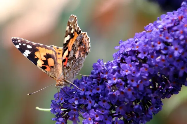 Le farfalle sono molto attratte dai fiori della Buddleja: per questo viene detta "albero delle farfalle" - foto Pixabay