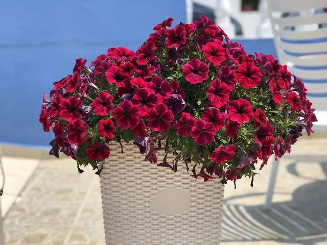 Scegli un vaso bianco per dare risalto alla vivacità dei tuoi fiori! - foto Pixabay