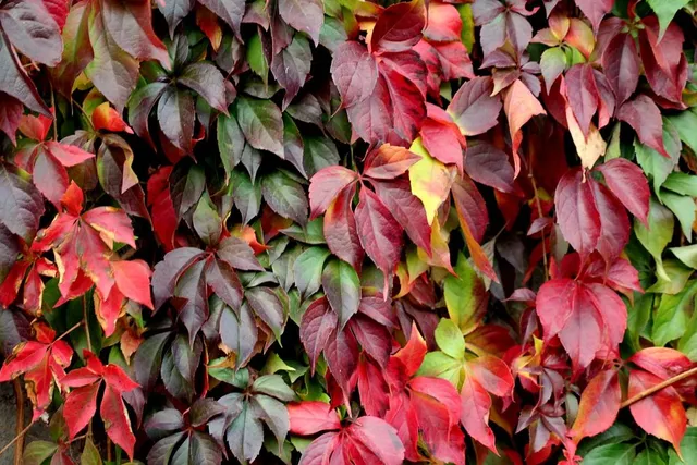 Parthenocissus quinquefolia è il nome della vite americana dalle foglie multicolori - foto Pixabay