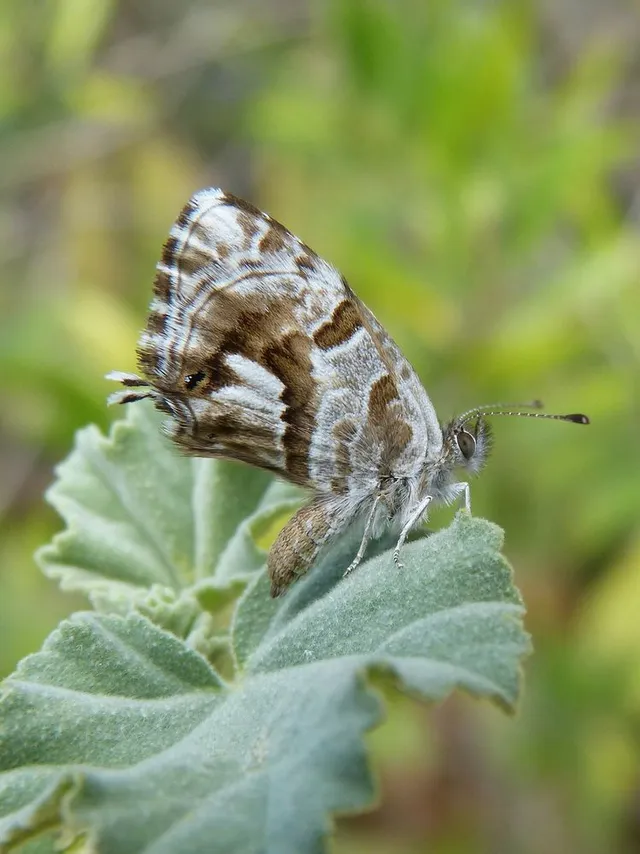 Se hai notato una farfallina marrone svolazzare sui tuoi gerani, inizia a preoccuparti! - foto Pixabay