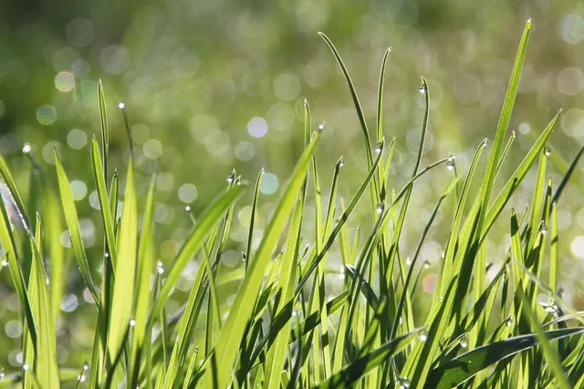L'erba, per mantenersi bella, deve essere bagnata regolarmente, soprattutto quando fa molto caldo! - foto Pixabay