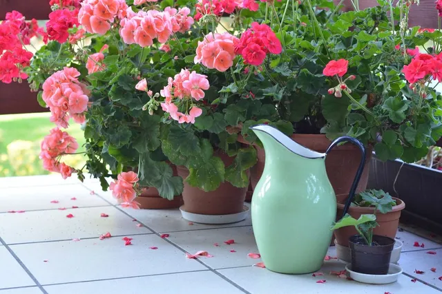 Ricordati di bagnare e curare i tuoi fiori in vaso! - foto Pixabay