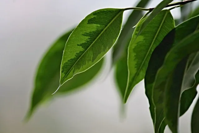Sposta all'esterno le tue piante verdi, una boccata di ossigeno farà loro un gran bene! - foto Pixabay