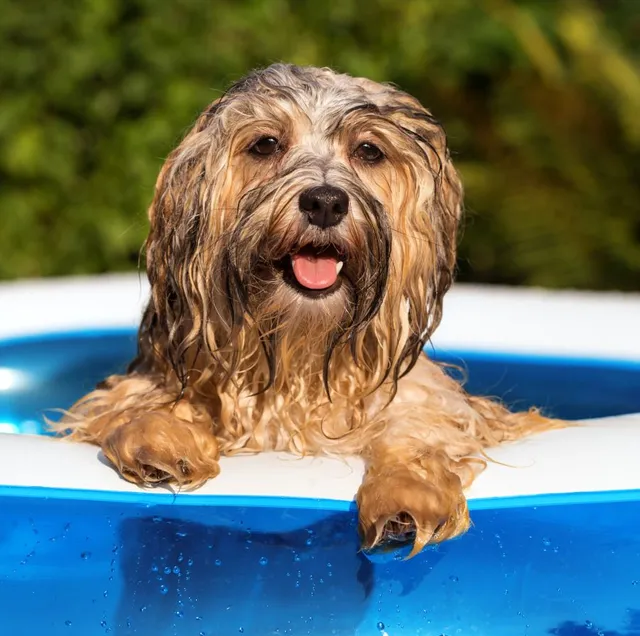 Gonfia una mini piscina sul balcone e il tuo cane impazzirà di gioia come un bambino