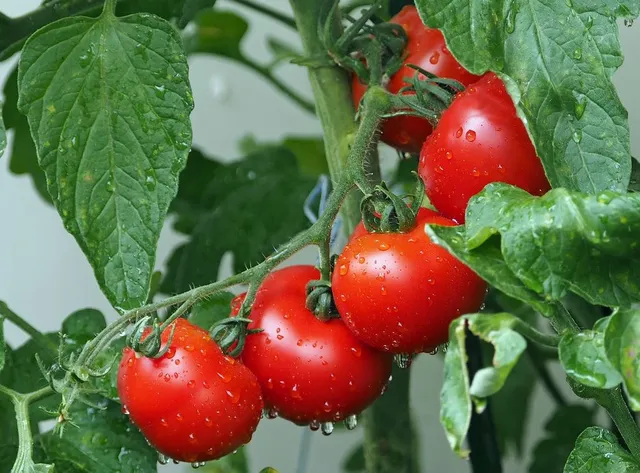Scegli una posizione soleggiata per far maturare i tuoi pomodori! - foto Pixabay