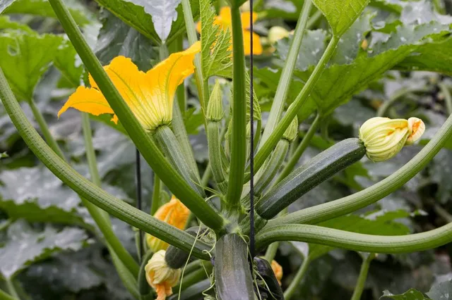Le zucchine si sviluppano dai fiori femminili della pianta - foto Pixabay