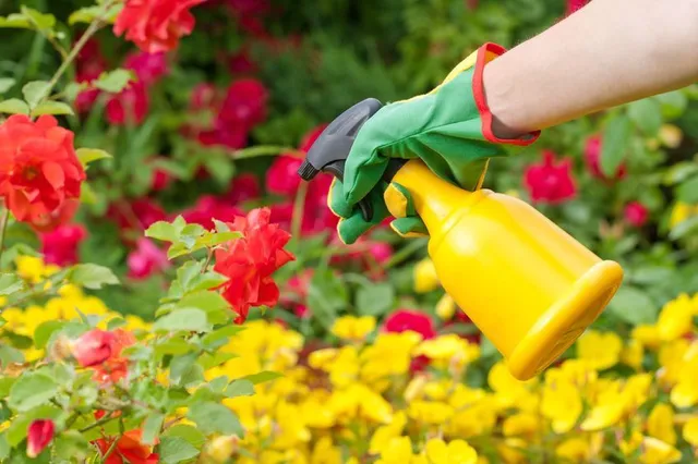 Proteggi i tuoi fiori dagli insetti dannosi: spruzza un prodotto apposito! - foto Pixabay