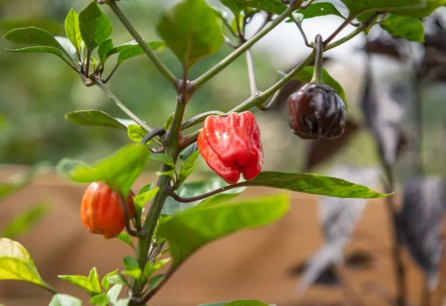 Il peperoncino è una pianta perenne: puoi decidere se coltivarla nell'orto oppure entro un vaso - foto Pixabay