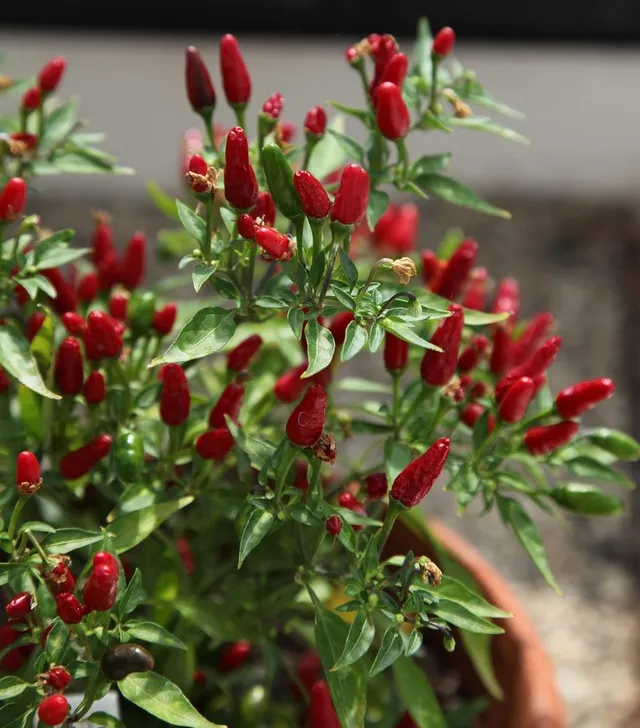Il peperoncino si presta benissimo alla coltivazione entro vaso - foto Pixabay