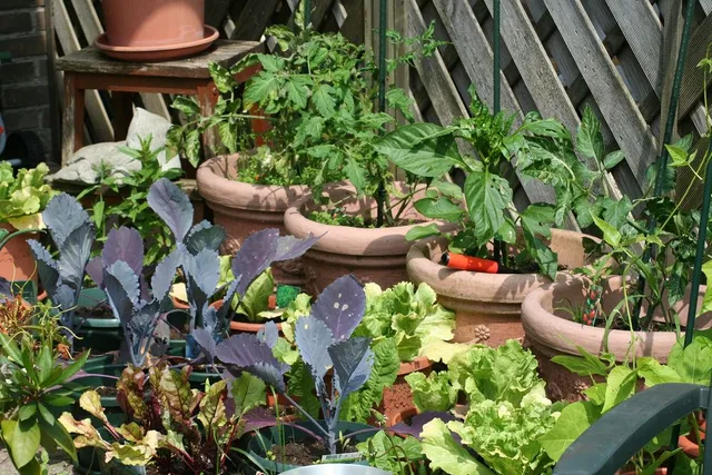 Più o meno ordinato, puoi creare un orto domestico con tante piantine di verdura diverse - foto Pixabay