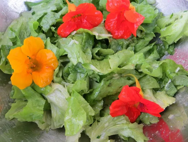I vivaci nasturzi sono i fiori più utilizzati per le insalate! - foto Pixabay