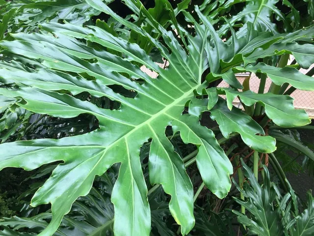 Le enormi foglie della Monstera rendono questa pianta estremamente decorativa - foto dell'autrice