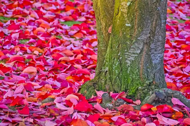 E' il momento di godersi lo spettacolo del "foliage", con i colori accesi delle foglie autunnali - foto Pixabay