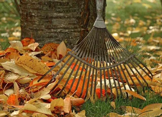 Utilizza un rastrello leggero per raccogliere le foglie: farai meno fatica! - foto Pixabay