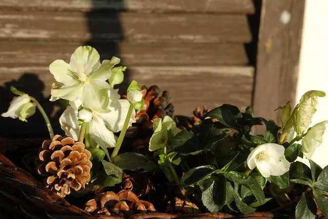 L'Elleboro è anche detto "Rosa di Natale"; fiorisce al freddo proprio in pieno inverno - foto Pixabay