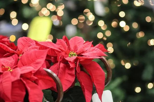 La Poinsettia, o "Stella di Natale" è la pianta fiorita più regalata in questo periodo - foto Pixabay
