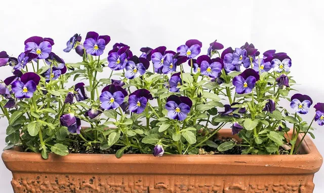 Scegli specie a fioritura invernale per le fioriere del tuo terrazzo! - foto Pixabay