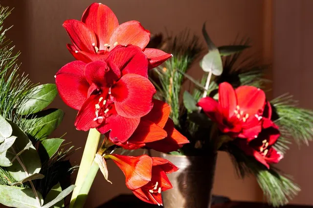 La fioritura rossa dell'Amaryllis è in perfetto stile natalizio! - foto Pixabay
