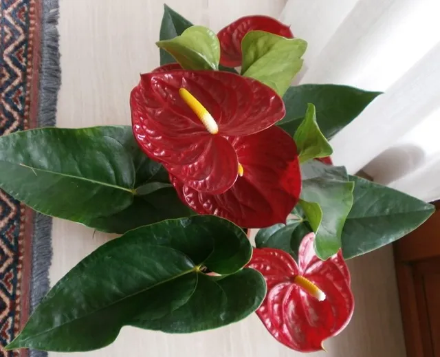 Anche l'Anthurium affascina per il colore vivo e brillante dei suoi fiori rossi! - foto dell'autrice