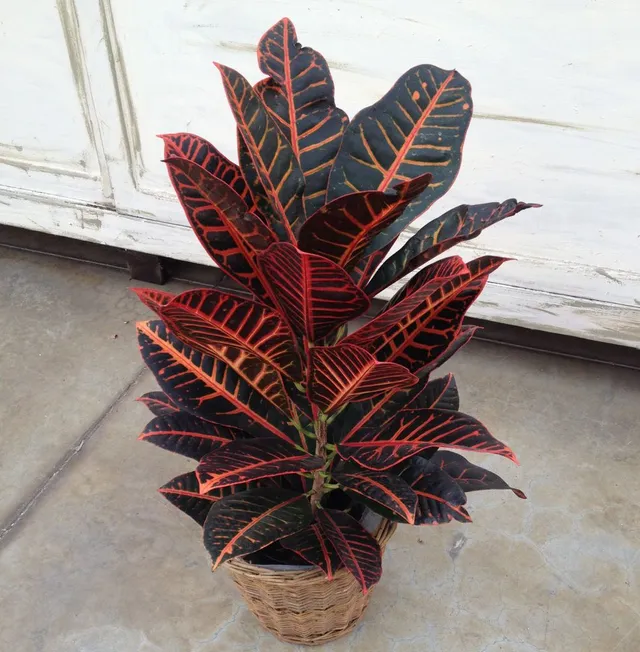Le foglie colorate del Croton rallegreranno sicuramente la tua casa! - foto dell'autrice