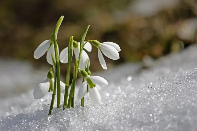 Tra la neve sbucano i bucaneve, candidi e delicati... - foto Pixabay