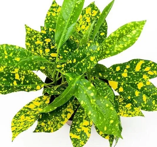 Codiaeum variegatum 'Gold Dust' ha le foglie spruzzate di giallo oro - foto www.greenfreshflorals.com