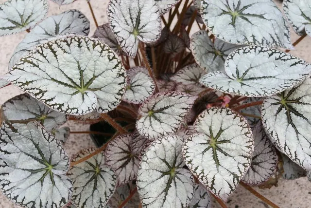 Begonia 'Silver Lace' si distingue per le sue luminose foglie argentate- foto www.dibleys-shop.com