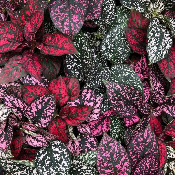 Hypoestes phyllostachya ha splendide foglie coloratissime, perfetta per vivacizzare una composizione di piantine verdi - foto da Stevesleaves