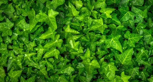 Inserisci l'edera nella tua parete verde per dare movimento e rendere ancora più verde la composizione - foto Pixabay