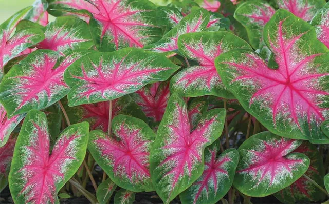 Verde, ma anche colorata: la tua composizione verticale di piante può includere anche specie dalle foglie vivaci! - foto da www.gardenguideusa.com