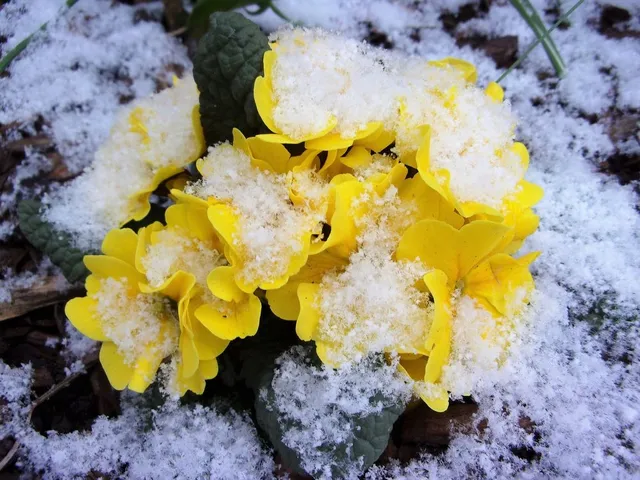 Febbraio è un mese ancora freddo, le primule iniziano a fiorire, ma c’è ancora il rischio di neve! – foto Pixabay