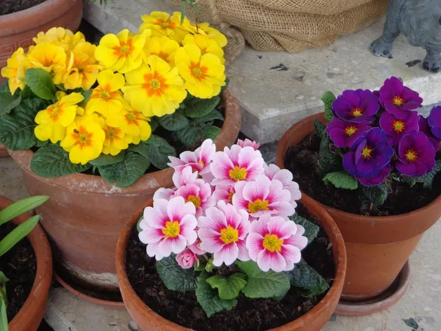 Un primo sentore di primavera: le primule, con i loro fiorellini colorati... coltivale anche in vaso sul tuo terrazzo! - foto Pixabay