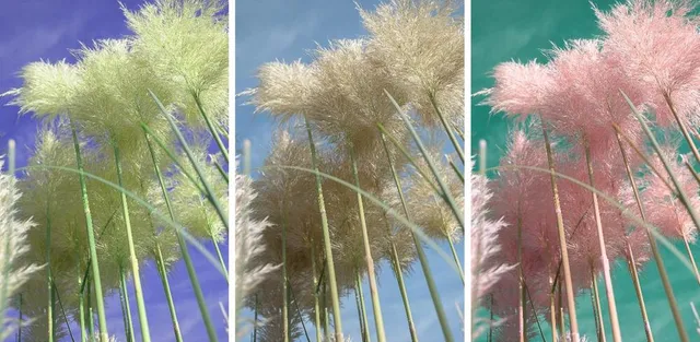 I pennacchi setosi dell'Erba della Pampa possono avere tonalità di colore diverso - foto Pixabay