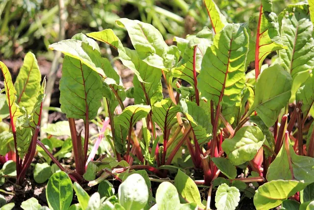 Crea un orto originale quest'anno, inserendo qualche sfumatura di rosso tra le tue verdure! - foto Pixabay