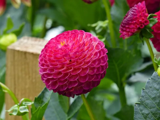 Tra i fiori di tendenza, quest'anno, vi è la dahlia - foto Pixabay