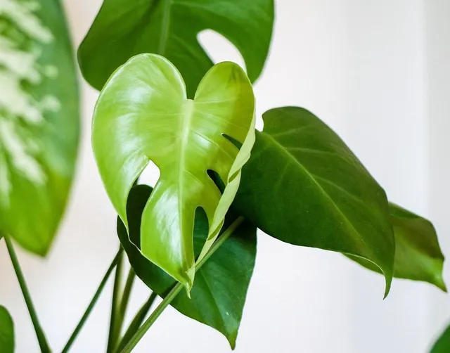 Foglie belle lucide e verdi… ottienile con una pulizia regolare e corretta delle tue piante da interno – foto Pixabay