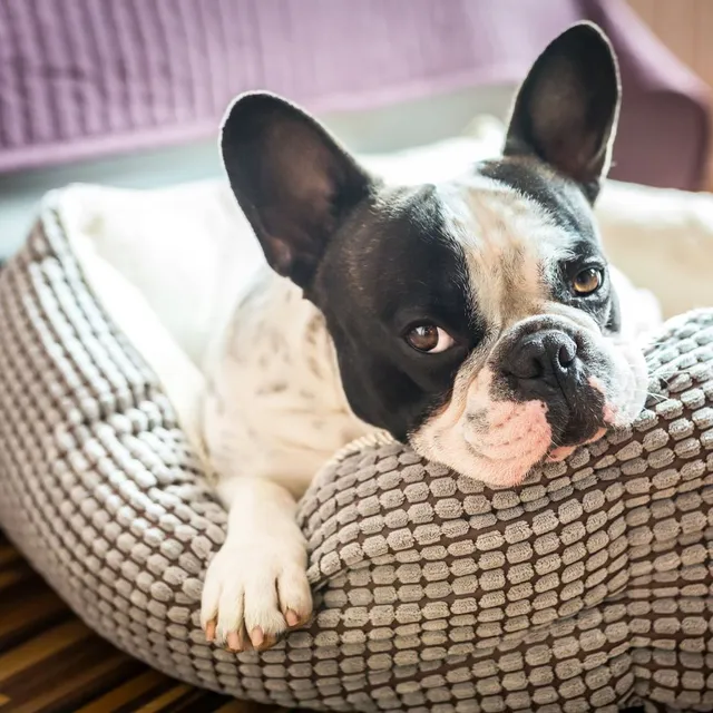 Organizza un confortevole angolo per il tuo cane dentro casa