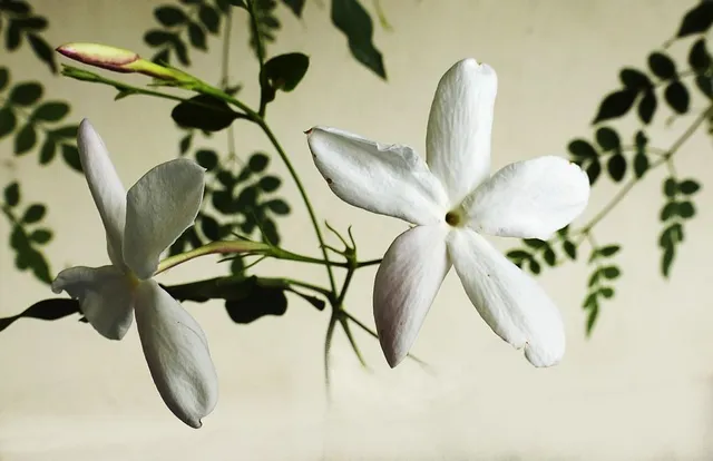 Il gelsomino comune, Jasminum officinale, è caratterizzato da fiori bianchi profumatissimi, con corolla piatta e foglie composite – foto Pixabay