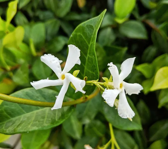 A differenza del gelsomino comune, i fiori del falso gelsomino (Rhynchospermum jasminoides) hanno forma a girandola, e le sue foglie sono semplici – foto Pixabay
