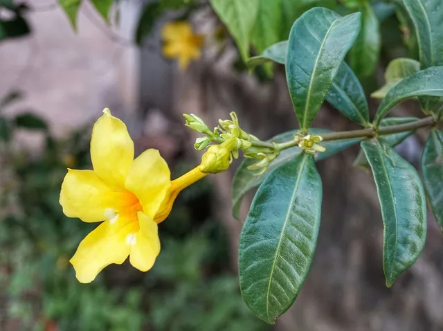 Non solo bianchi e candidi: esistono anche gelsomini a fiore giallo! - foto Pixabay